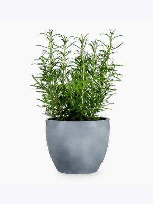product-image-5_optimized Faucibus Interdum